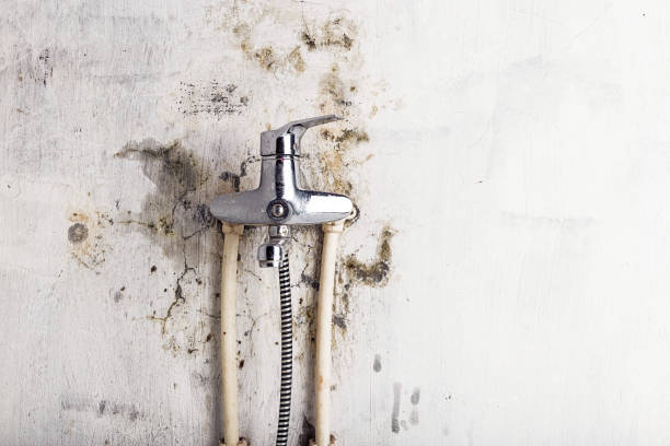 Best Mold Damage Repair  in Highland, UT