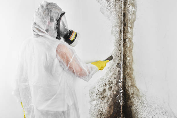 Best Mold Remediation  in Highland, UT