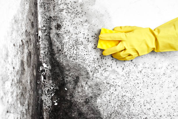 Office Mold Removal Services in Highland, UT