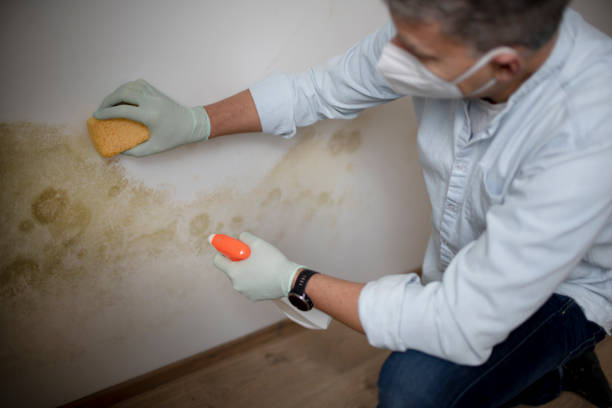 Best Mold Removal Company Near Me  in Highland, UT