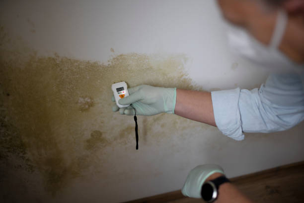 Best Black Mold Removal  in Highland, UT