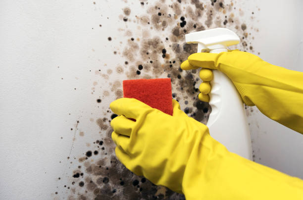 Best Attic Mold Removal  in Highland, UT