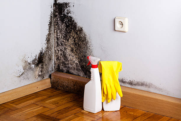 Best Local Mold Removal Service  in Highland, UT