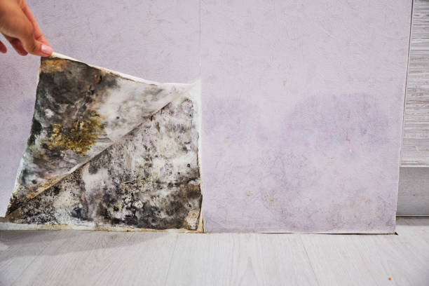 Best Mold Testing  in Highland, UT